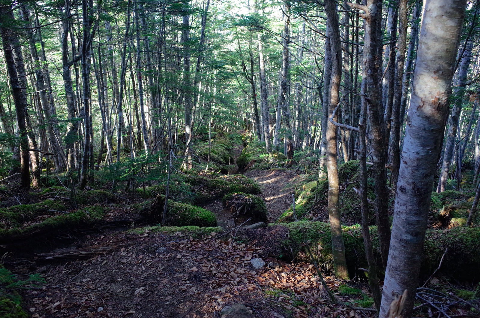 「落ち葉と苔が気持ち良いシラビソ林の登山道（甲斐駒ヶ岳）」の写真