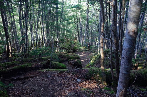 落ち葉と苔が気持ち良いシラビソ林の登山道（甲斐駒ヶ岳）の写真