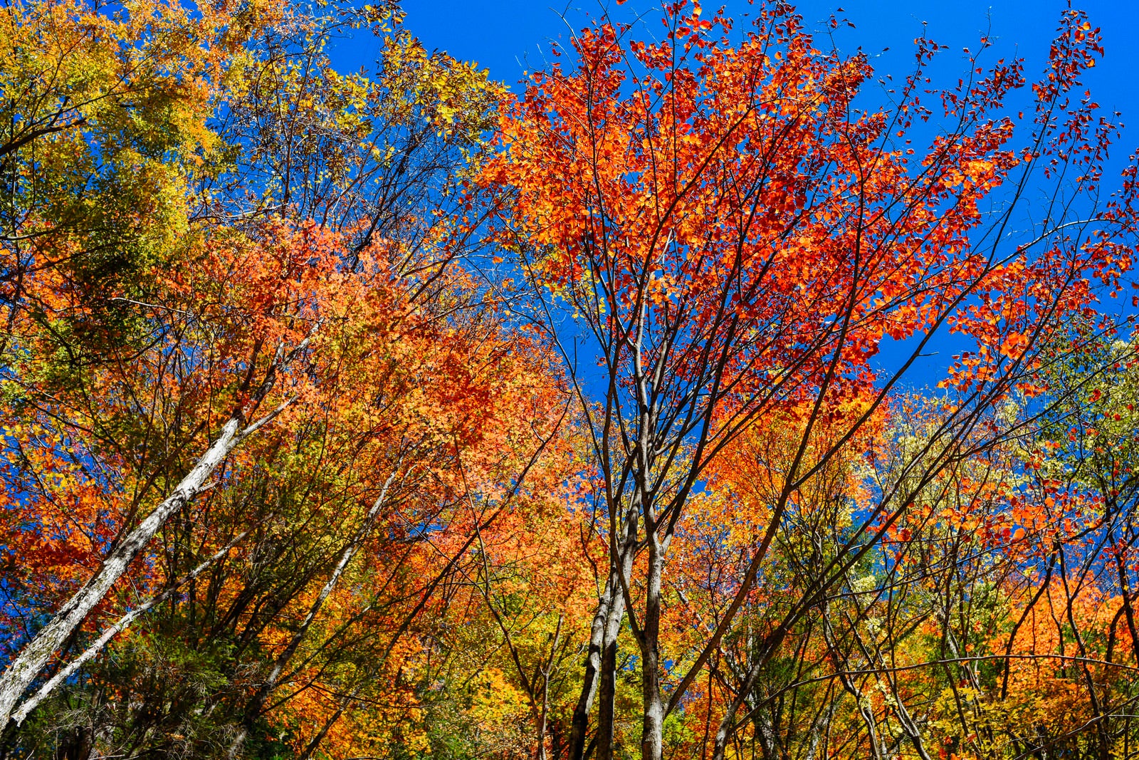 「恵那山の絢爛豪華な紅葉」の写真