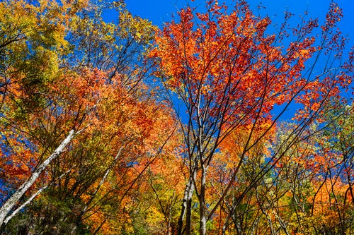恵那山の絢爛豪華な紅葉の写真