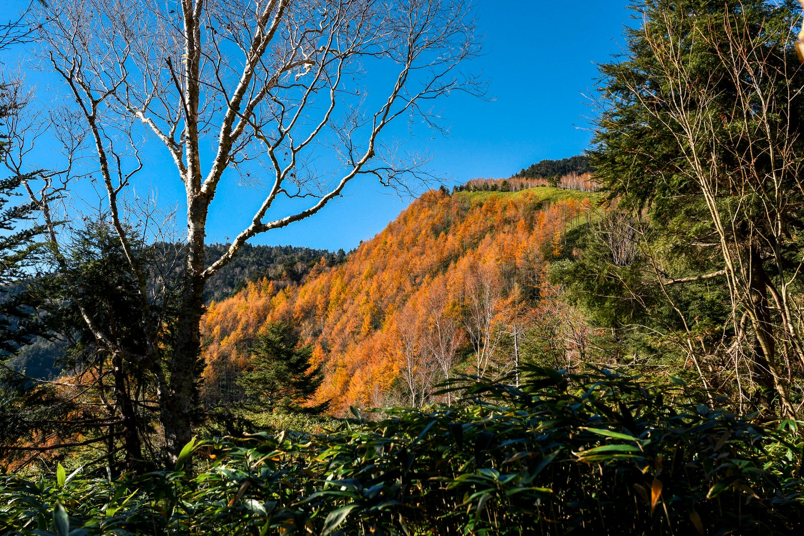 「恵那山中腹に現れるカラマツ紅葉」の写真
