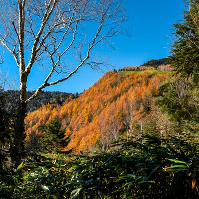 恵那山中腹に現れるカラマツ紅葉の写真