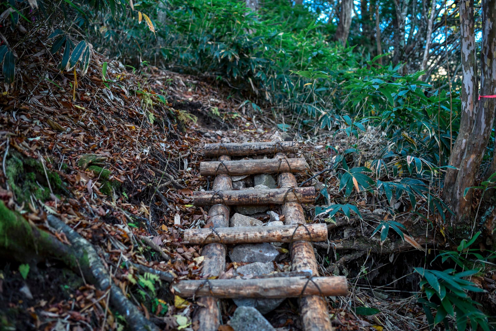 「登山道にかけられた木のはしご」の写真
