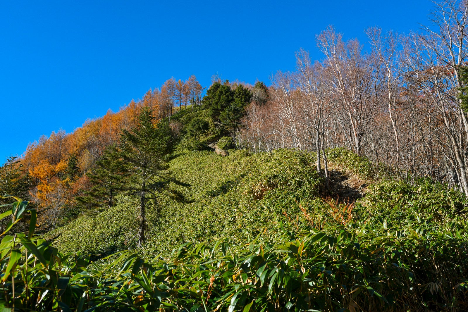 「笹とカラマツの林を登る恵那山（えなさん）」の写真