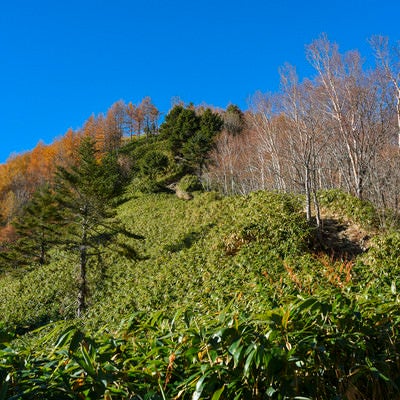 笹とカラマツの林を登る恵那山（えなさん）の写真
