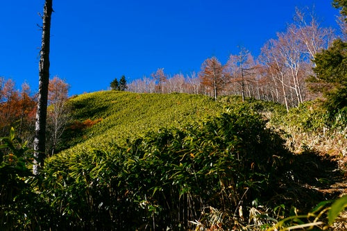 笹の登山道が続く恵那山（えなさん）の写真