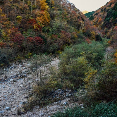 紅葉の恵那山広河原の写真