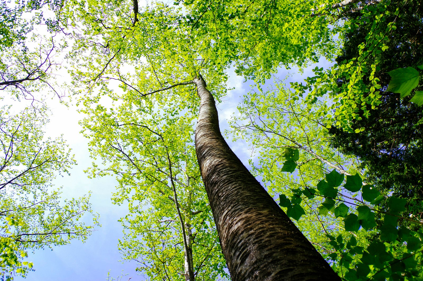 「天高く伸びるブナ木（両神山）」の写真
