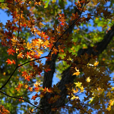 3色に分かれた秋の紅葉の写真