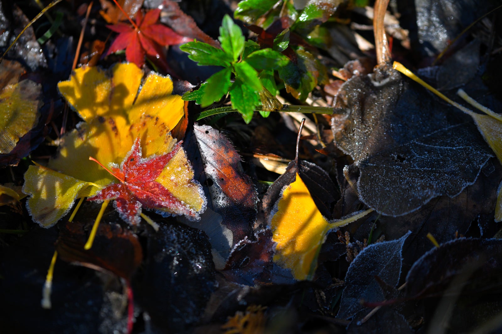 「霜のついた落ち葉」の写真