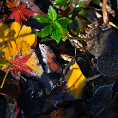 霜のついた落ち葉の写真