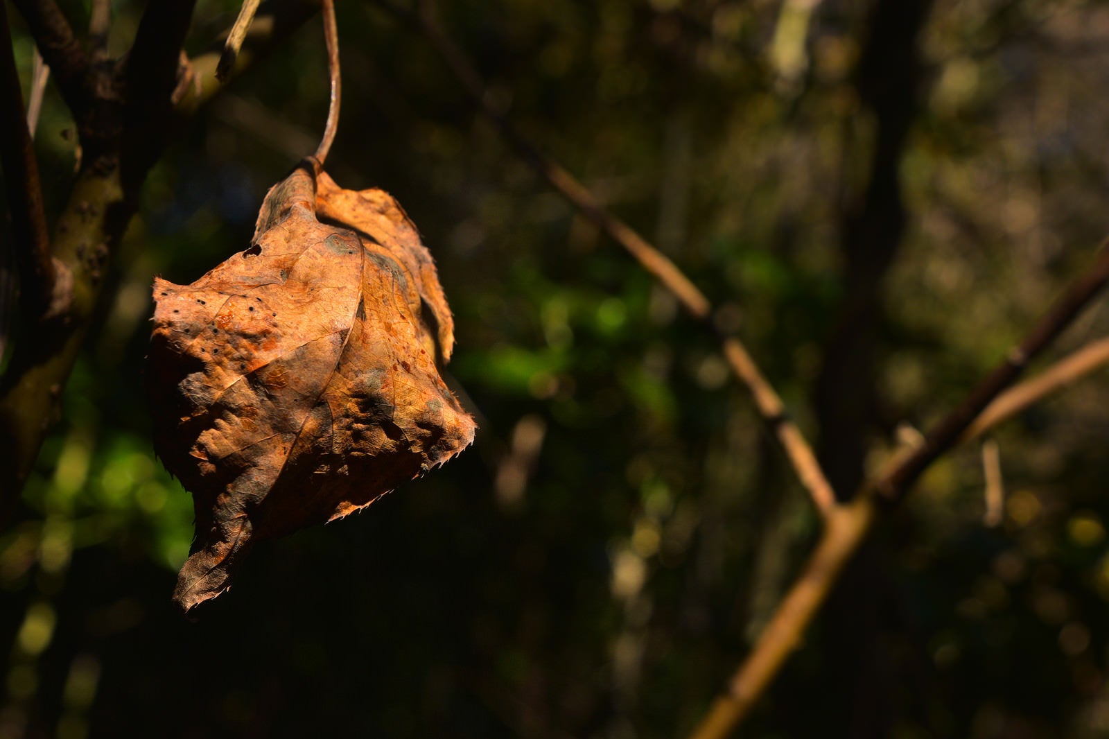 「吊られたまま朽ちた枯葉」の写真