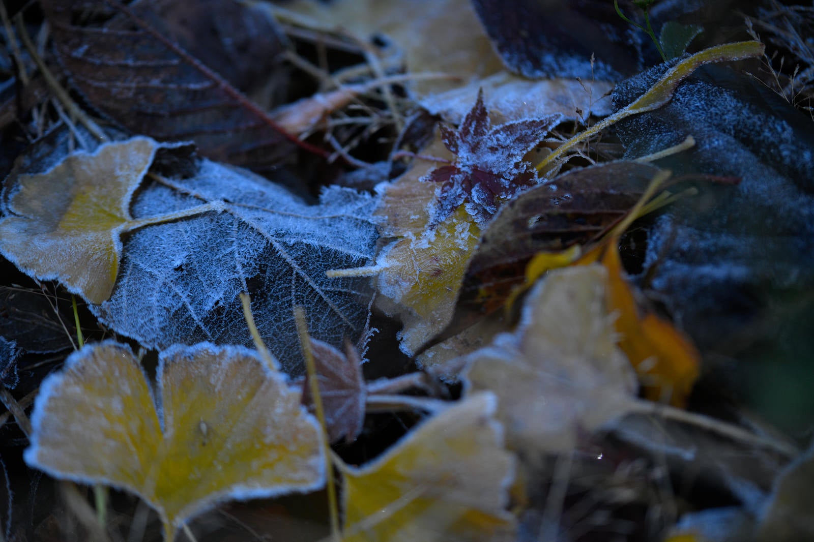 「凍結した落ち葉」の写真