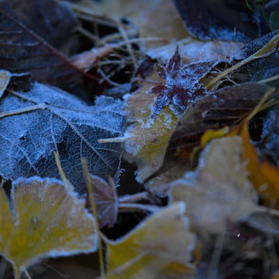 凍結した落ち葉の写真