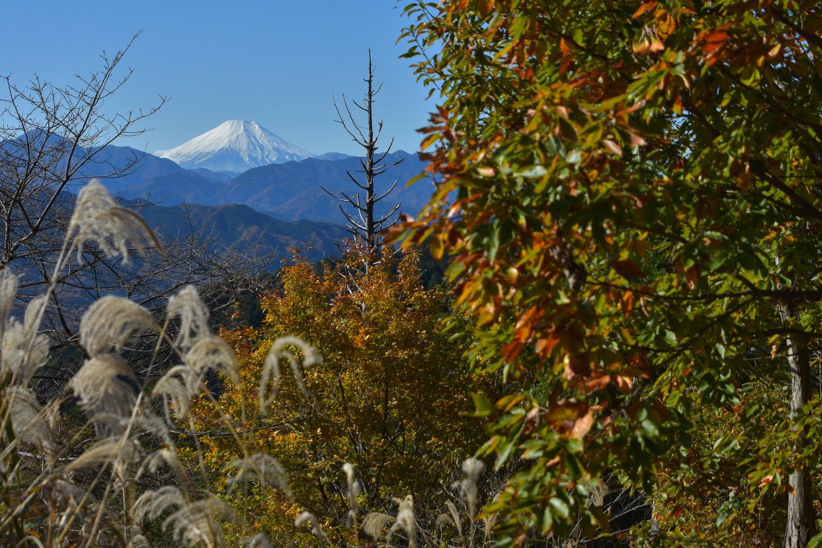 「紅葉した木々から望む初冬の富士山」の写真