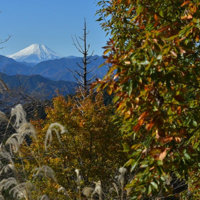 紅葉した木々から望む初冬の富士山の写真
