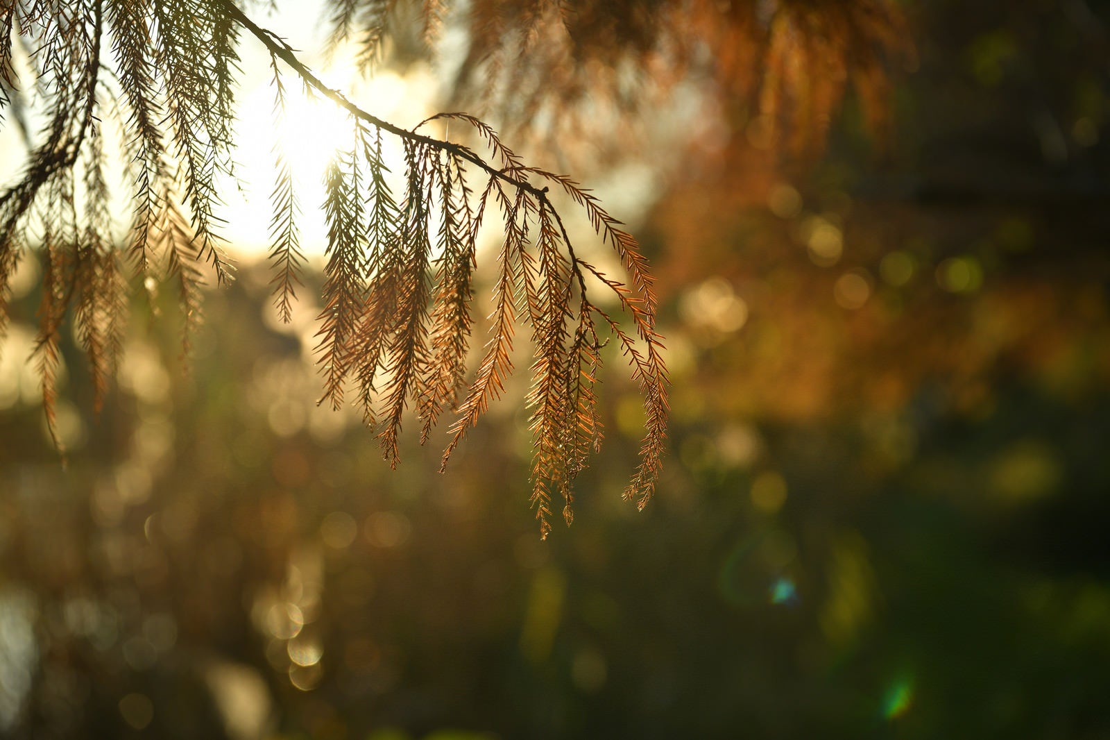 「夕日を浴びる松の葉」の写真