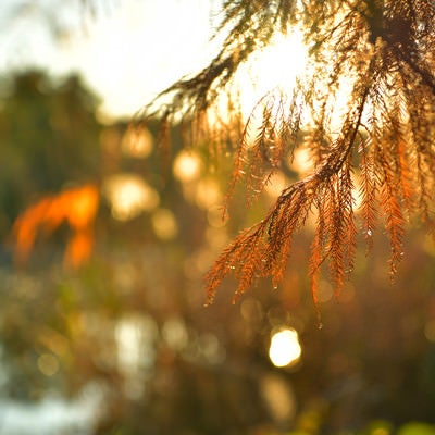 朝日に包まれる松の葉の写真