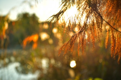 朝日に包まれる松の葉の写真