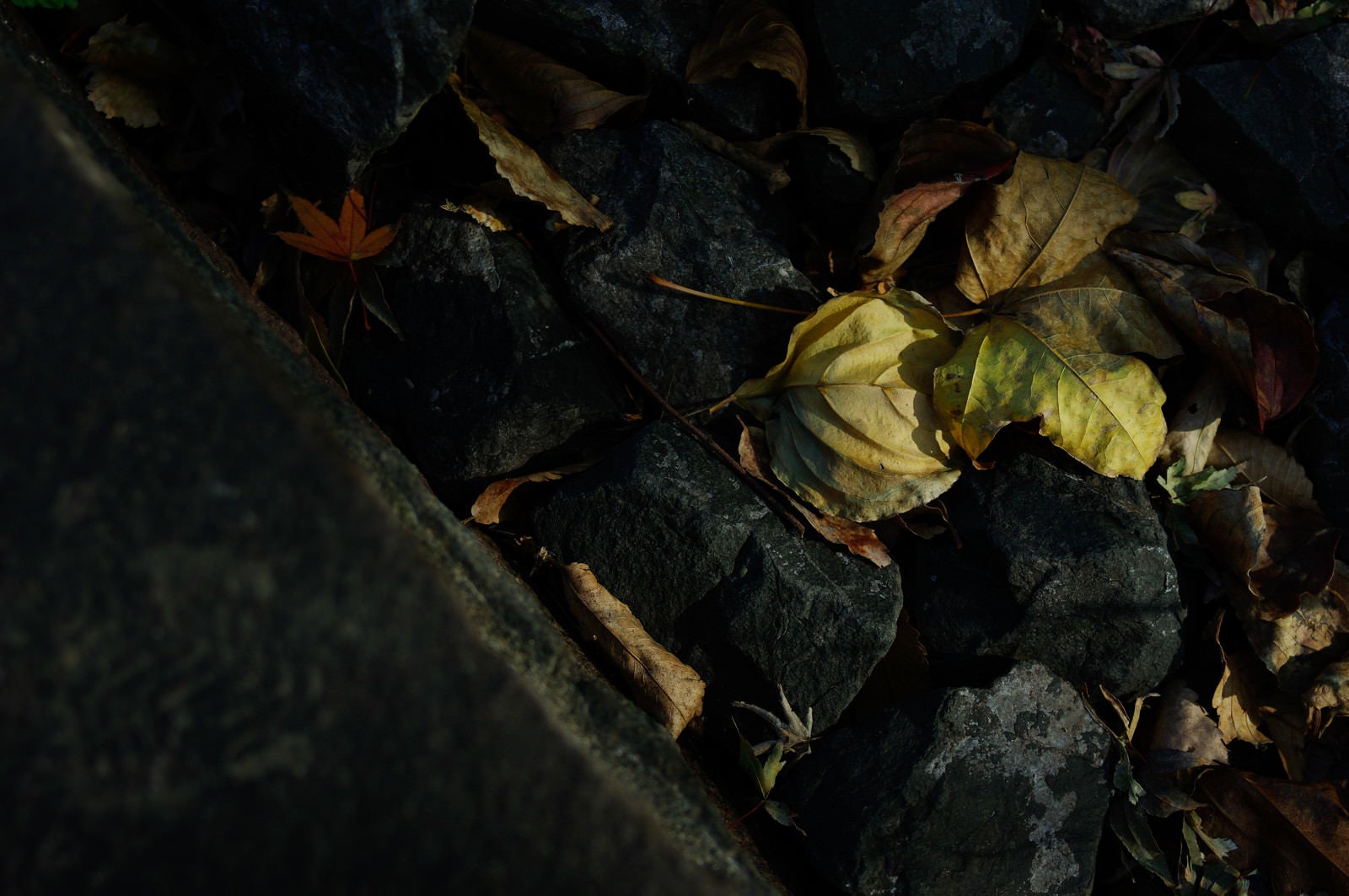 「石の間で朽ちるのを待つ落ち葉」の写真