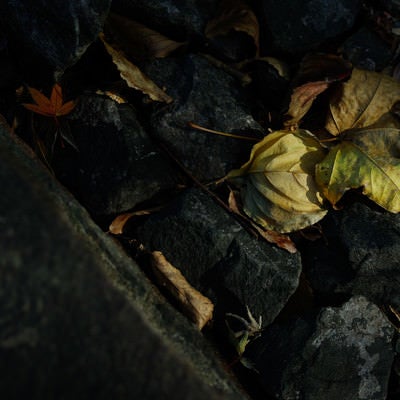 石の間で朽ちるのを待つ落ち葉の写真