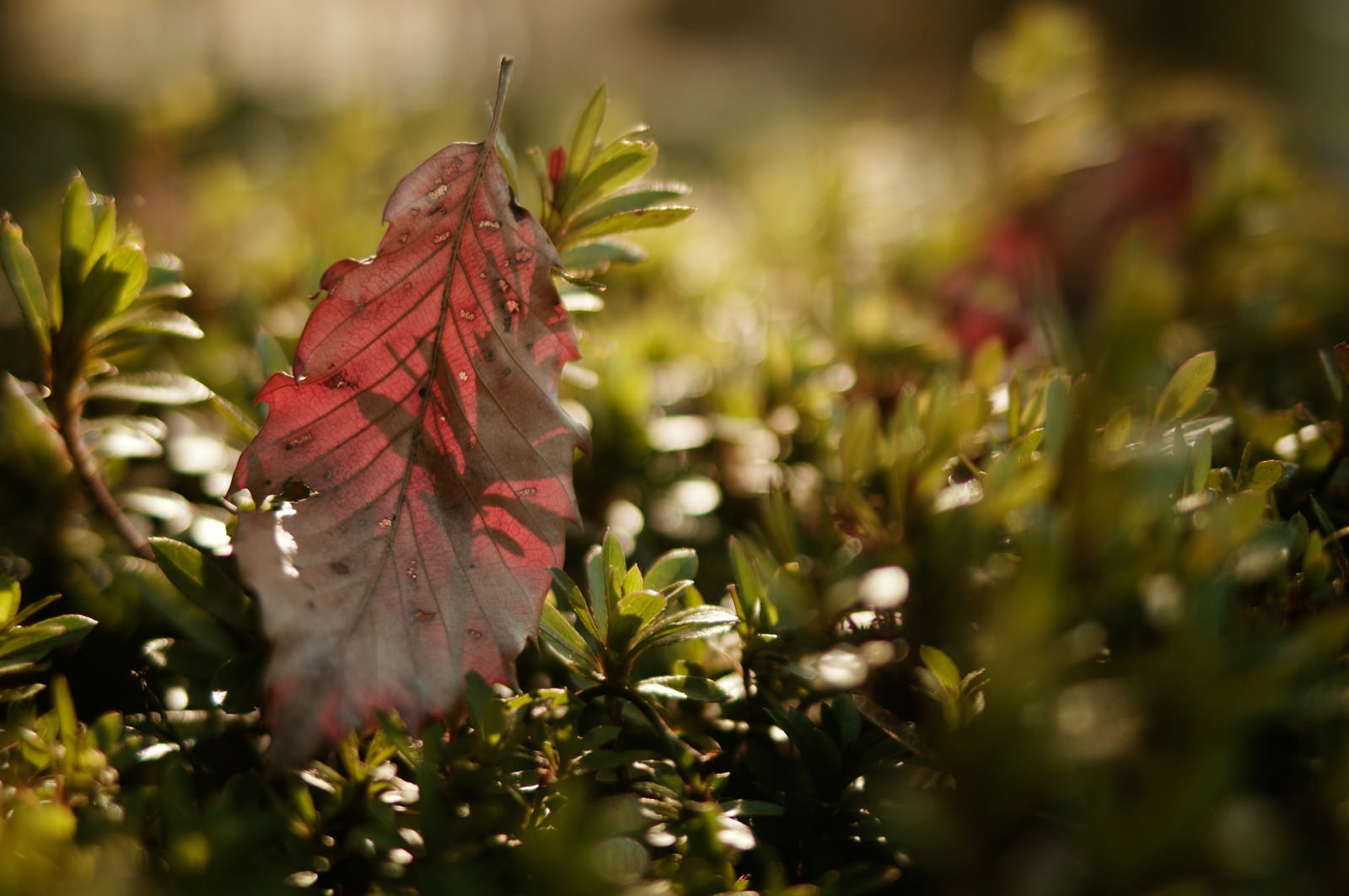 「街路樹に泊った枯れ葉」の写真