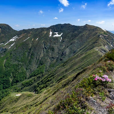 シャクナゲが咲く登山道と稜線（谷川岳）の写真