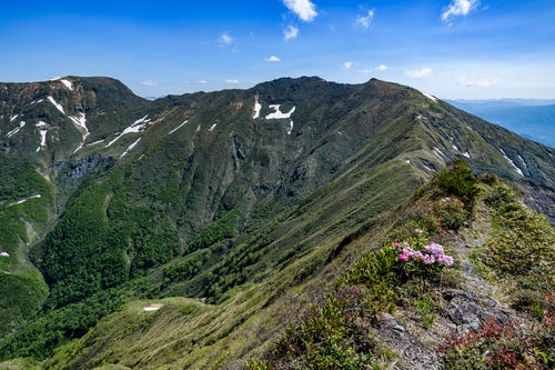 シャクナゲが咲く登山道と稜線（谷川岳）の写真