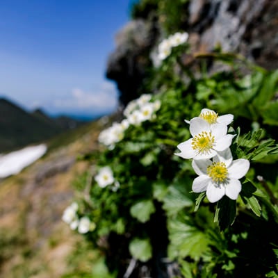 登山道に咲くハクサンイチゲ（谷川岳）の写真