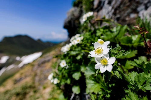 登山道に咲くハクサンイチゲ（谷川岳）の写真