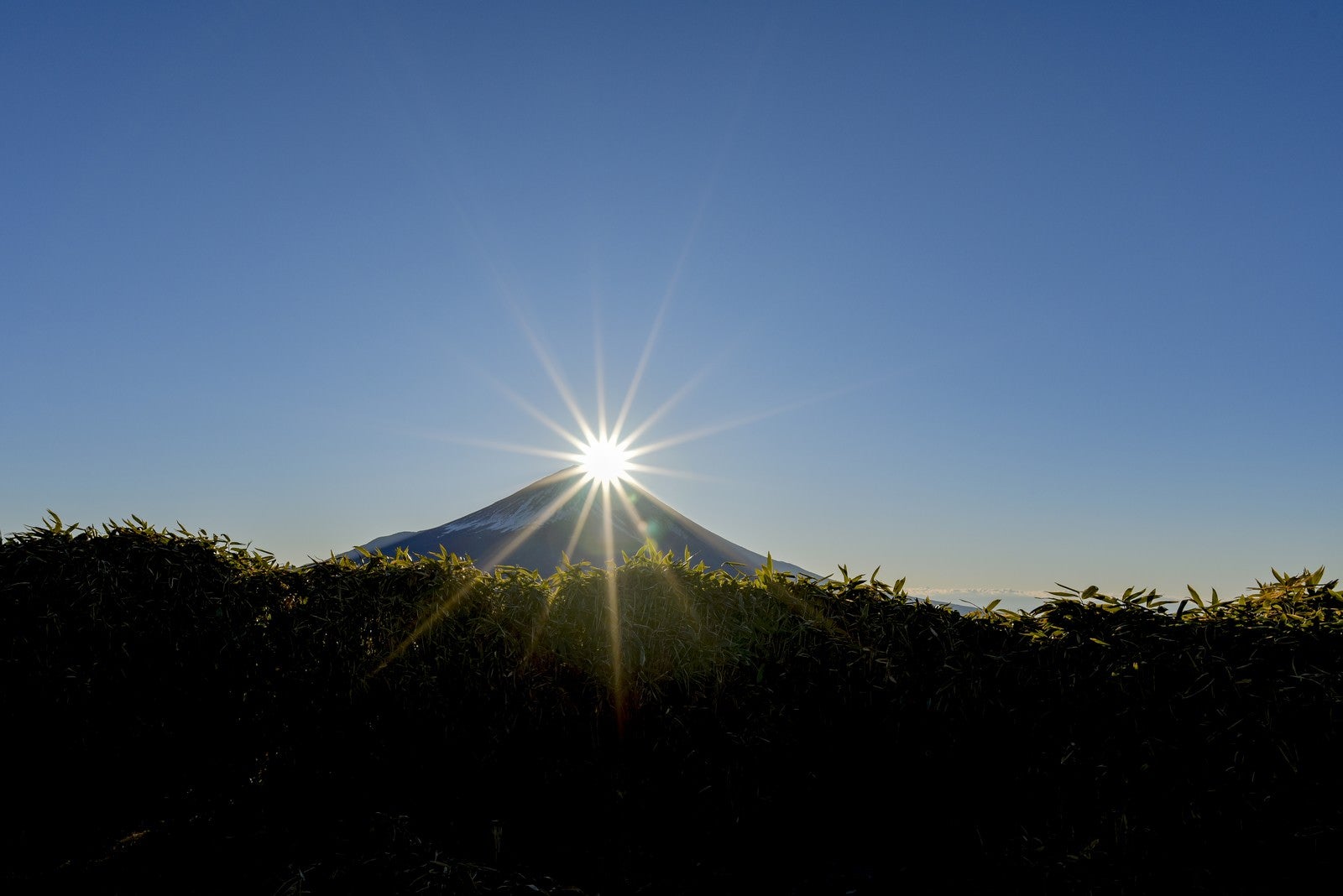 「笹藪から見るダイヤモンド富士（竜ヶ岳）」の写真