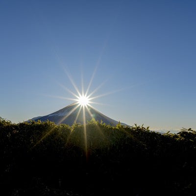 笹藪から見るダイヤモンド富士（竜ヶ岳）の写真