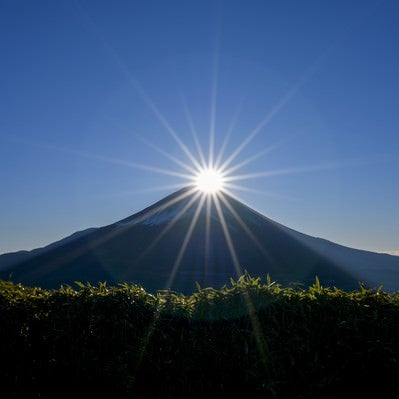 笹藪越しのダイヤモンド富士（竜ヶ岳）の写真
