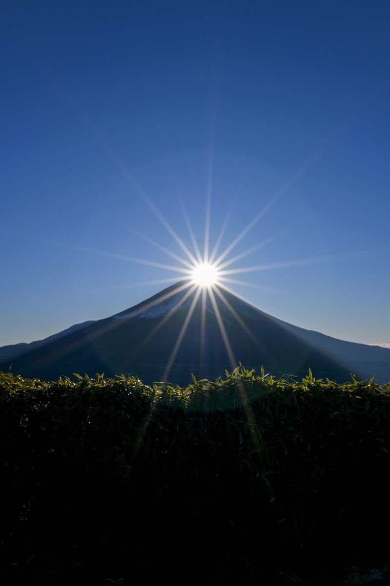 「笹藪越しのダイヤモンド富士（竜ヶ岳）」の写真