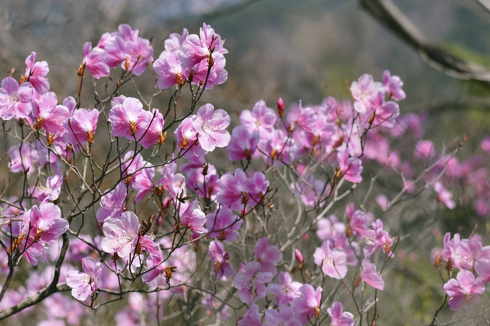 「アカヤシオツツジの花（赤八汐）」の写真