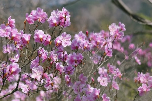 アカヤシオツツジの花（赤八汐）の写真