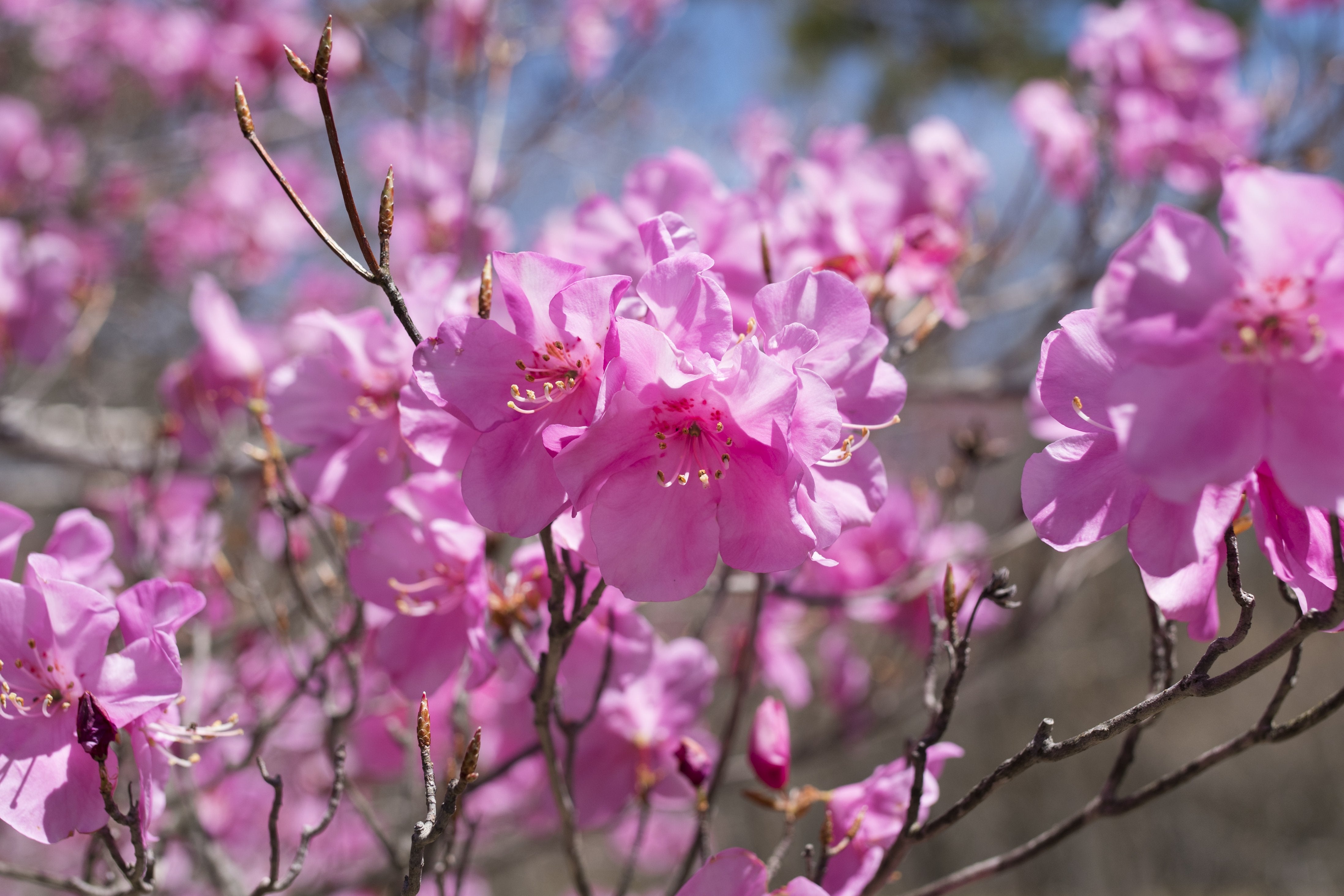 栃木県の県花（アカヤシオツツジ）の無料の写真素材 - ID.29740｜フリー素材 ぱくたそ