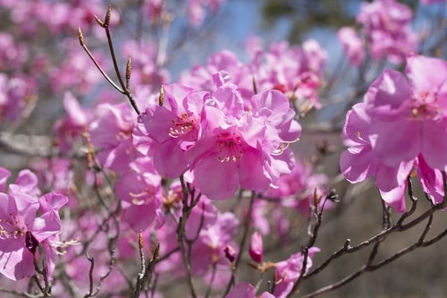 栃木県の県花（アカヤシオツツジ）の写真