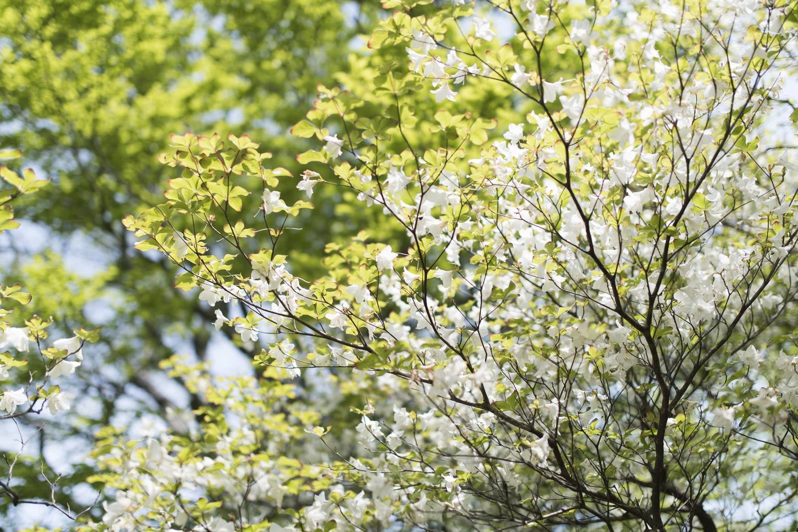 「丹沢に咲くシロヤシオツツジ（白八汐）」の写真
