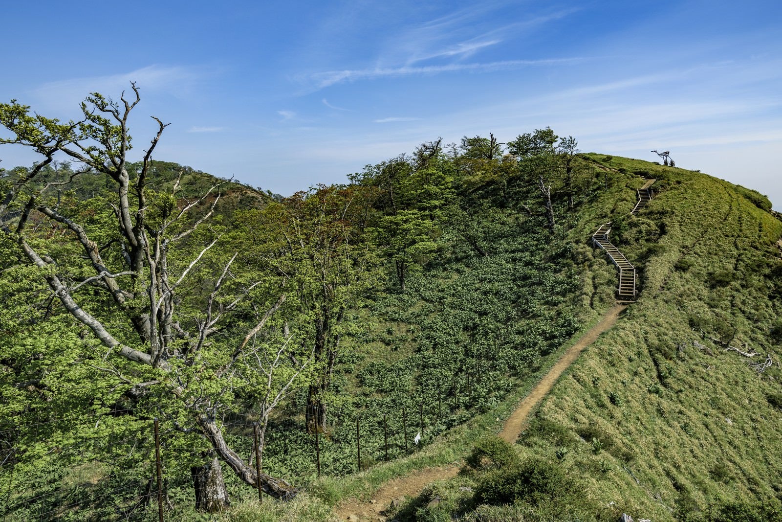 「丹沢主脈の稜線登山道と木道の階段」の写真