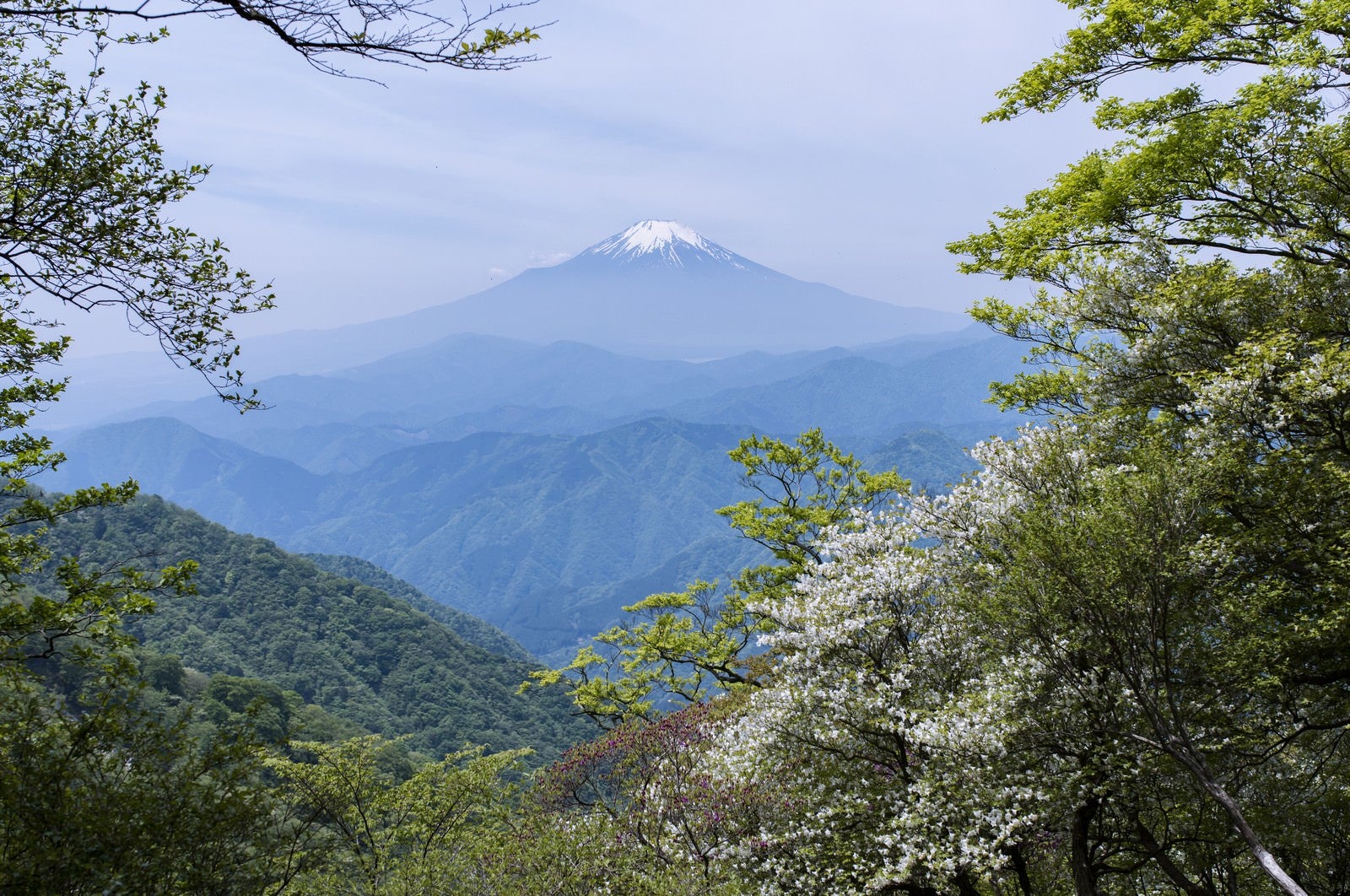 「丹沢山中から見る富士山とシロヤシオ」の写真