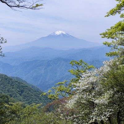 丹沢山中から見る富士山とシロヤシオの写真