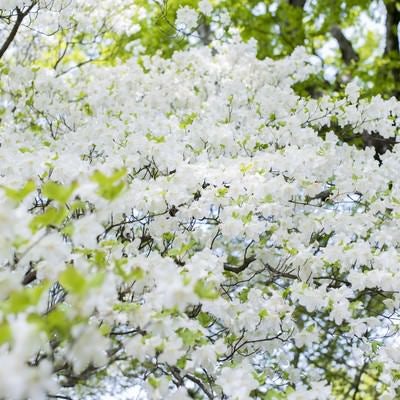 満開に咲くのシロヤシオ（白八汐）の写真