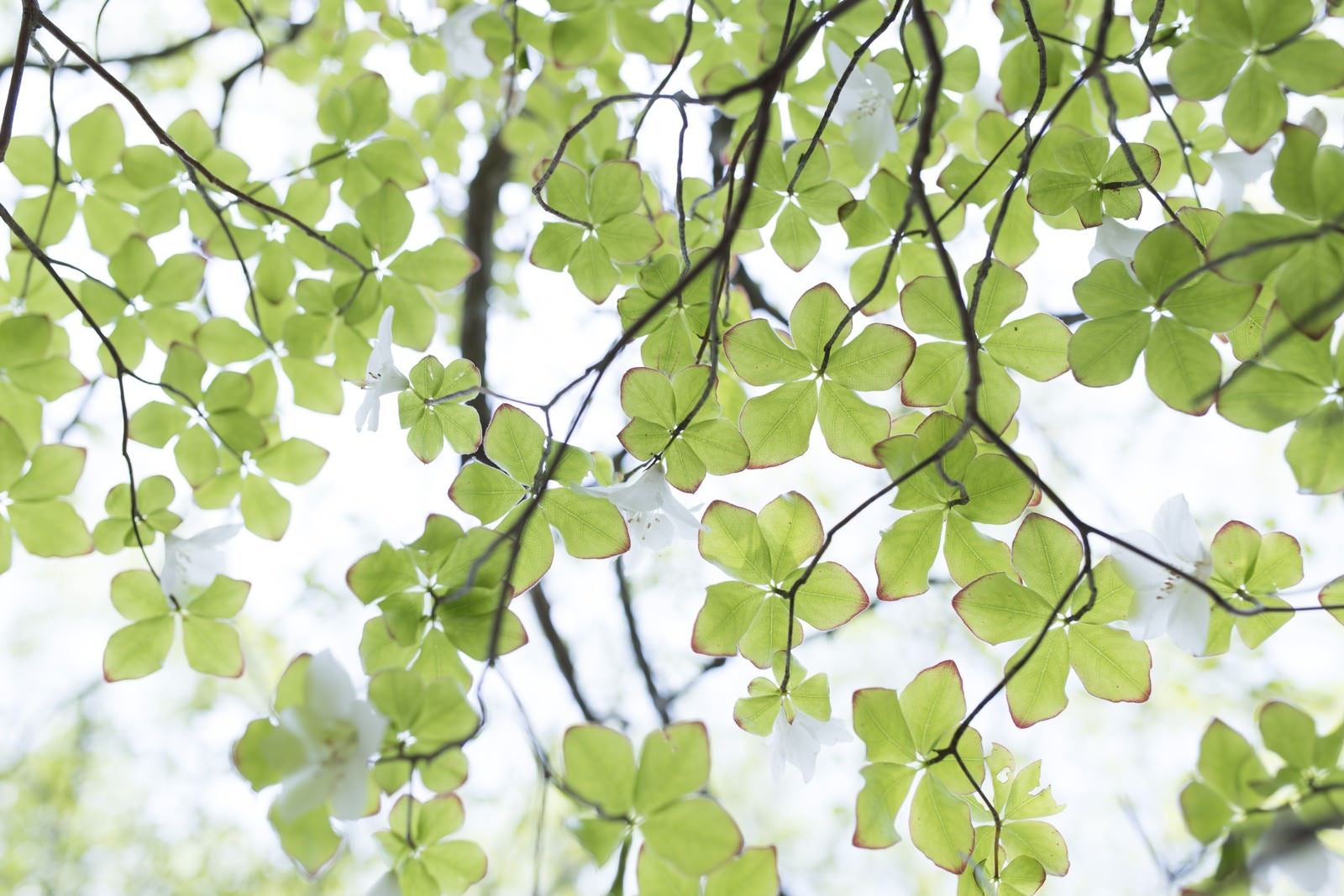 「陽光に照らされる葉とシロヤシオツツジ（白八汐）」の写真