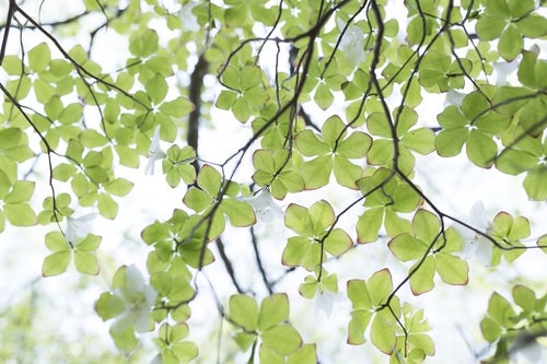 陽光に照らされる葉とシロヤシオツツジ（白八汐）の写真