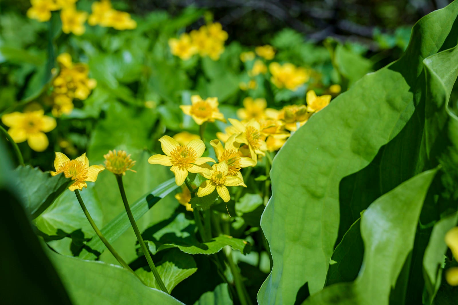 「湿地に咲くリュウキンカ（立金花）」の写真