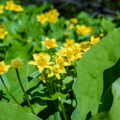 湿地に咲くリュウキンカ（立金花）の写真