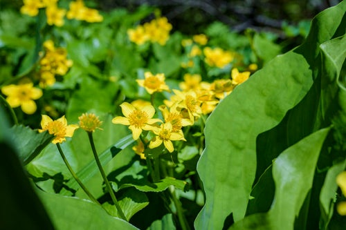 湿地に咲くリュウキンカ（立金花）の写真
