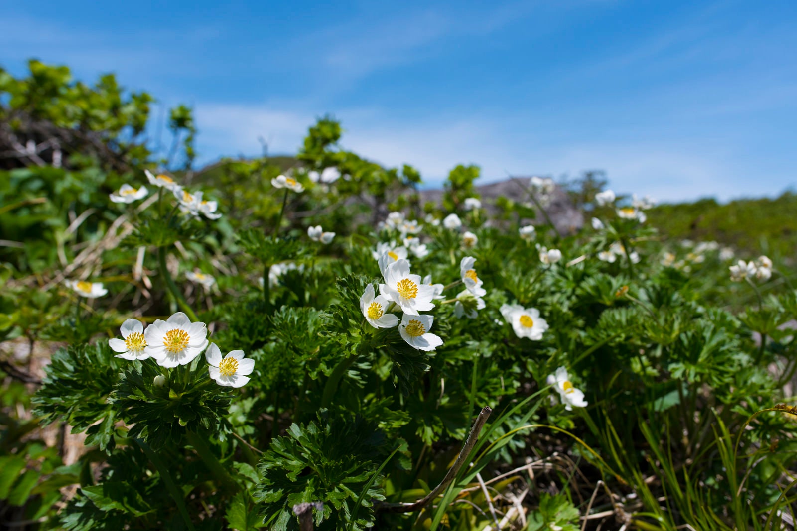 「高山に咲く白山一花（ハクサンイチゲ）」の写真