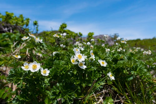 高山に咲く白山一花（ハクサンイチゲ）の写真